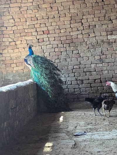 peacock pair for sale