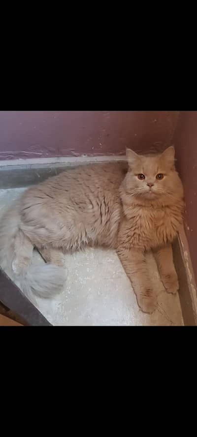 full train hai potty wagera litter box me he karta hai