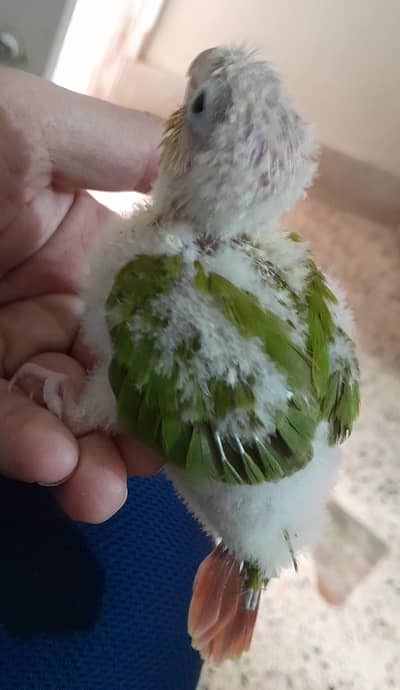 Pineapple Conure & Green cheek Conure