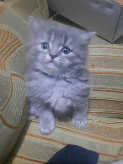 Persian female kittens for sale