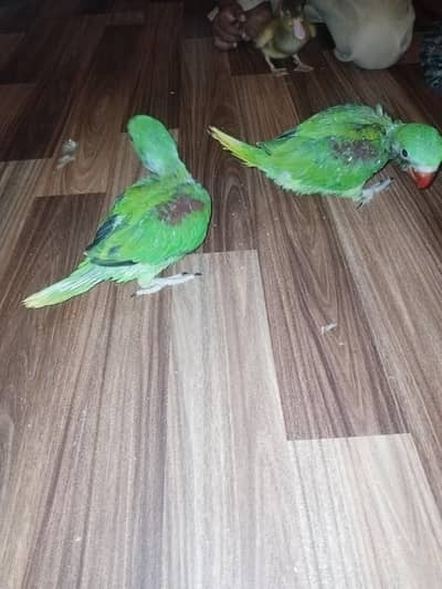 pahari kashmiri raw Alexander chicks