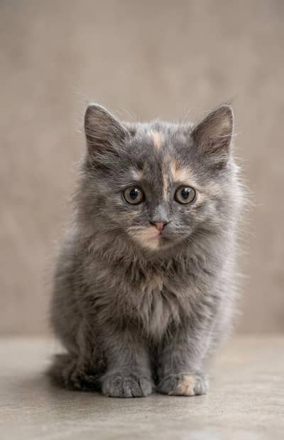 Persian Kitten Available – Healthy & Playful