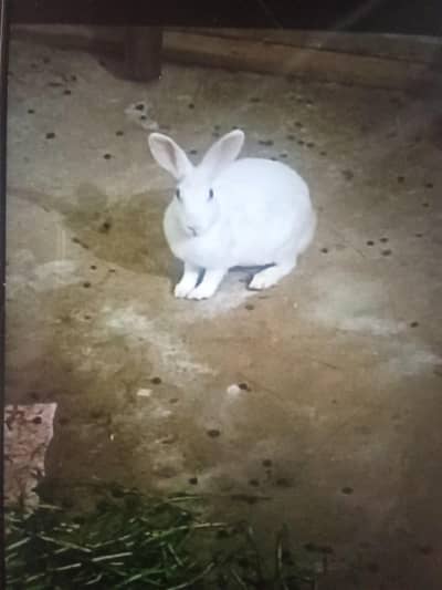 rabbits for sale in red eyes.