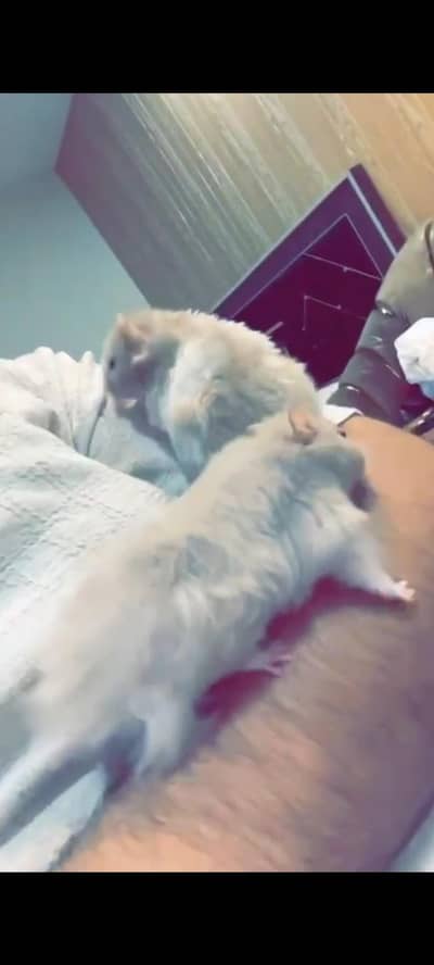 Hamster For Sale With box / Two Female