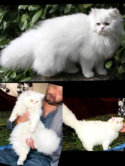 Punch face Male for  Stud service