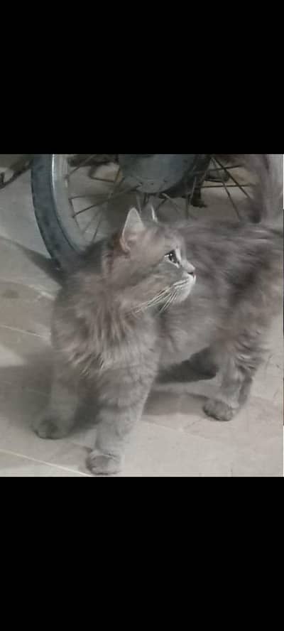 available for sale and adoption also