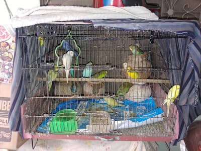 Australion Parrots for Sale