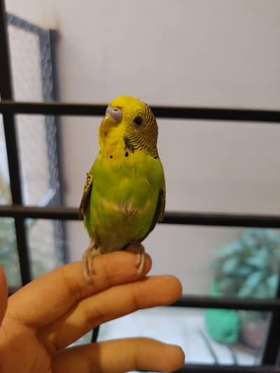 hand tamed budgie (parakeet)
