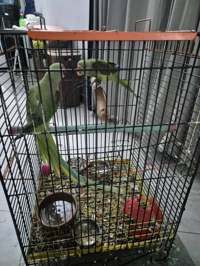 pair of Kashmiri Raw talking parrots