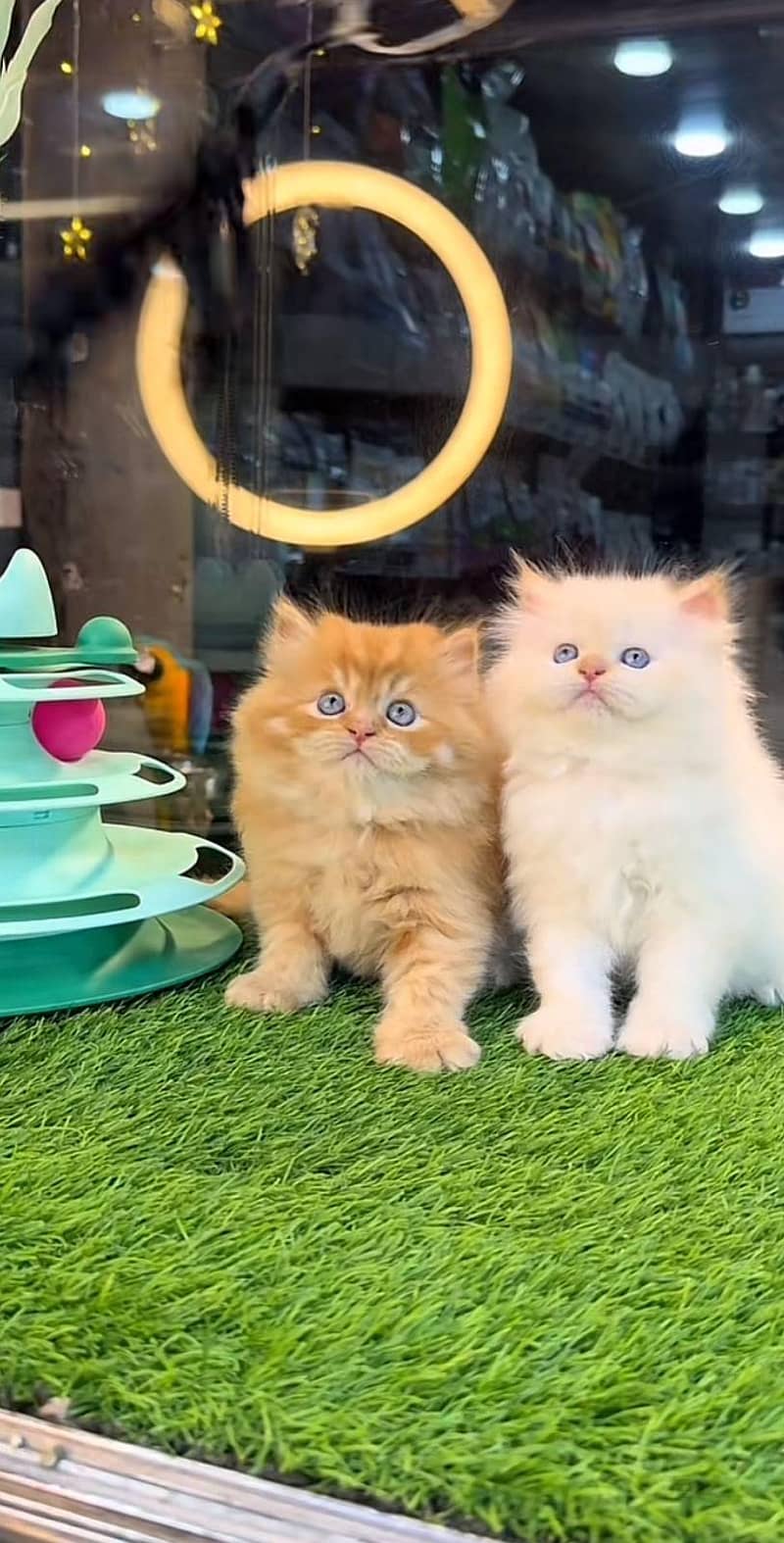 Persian kittens 0