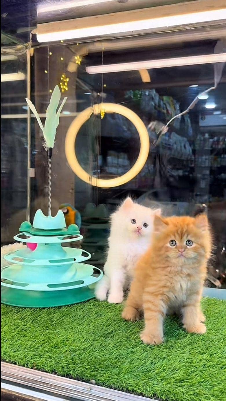 Persian kittens 1