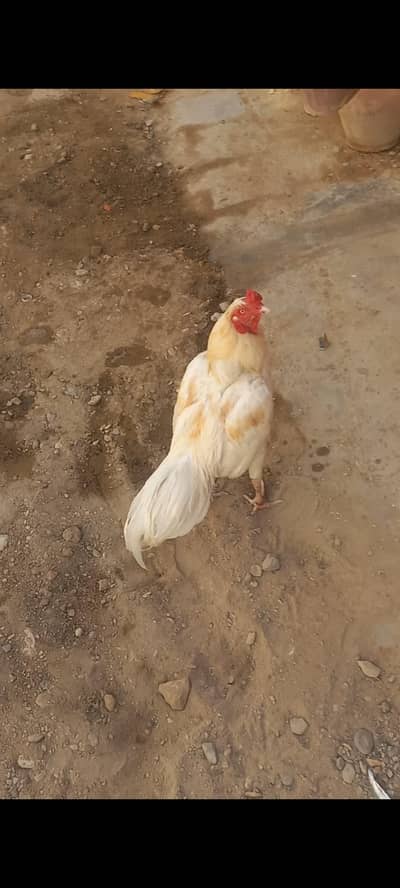 aseel heera top quality male