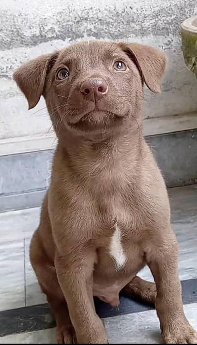 Labrador retriever puppy