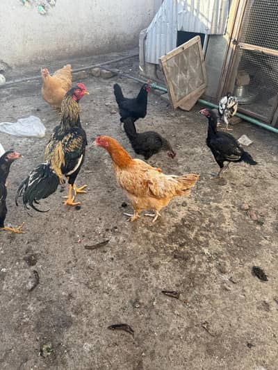 group of 9 hens for sale