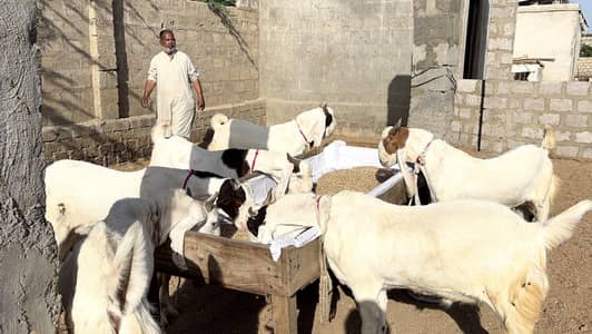 Bakra for Sale Eid 2026 Gulabi Cross