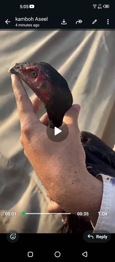 vate burmi Thai phatiya