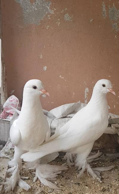 English Breed . Gobara Kabootar young pair Available  .