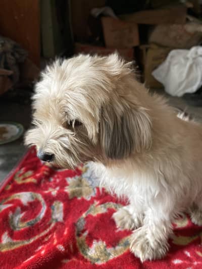 Pure Breed Shithzu Tzu (UK Line) – 1.2 Years Old – Healthy & Friendly