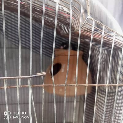 blue parsonata pair ready to bread 1 albaino black eye female eggs