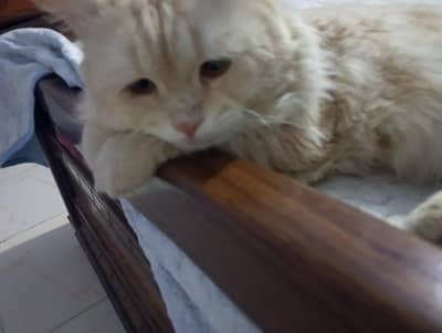 pasian cat available