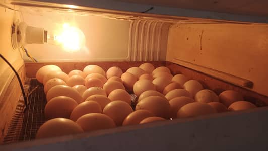 RIR Fertile Eggs