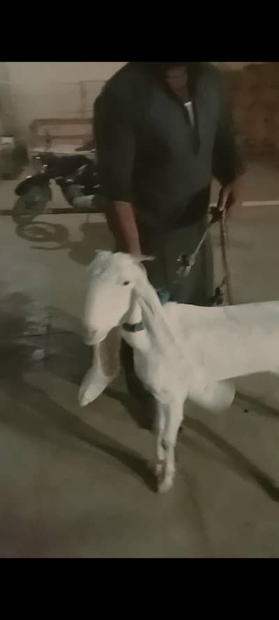 3 Khali bakriyan for sale