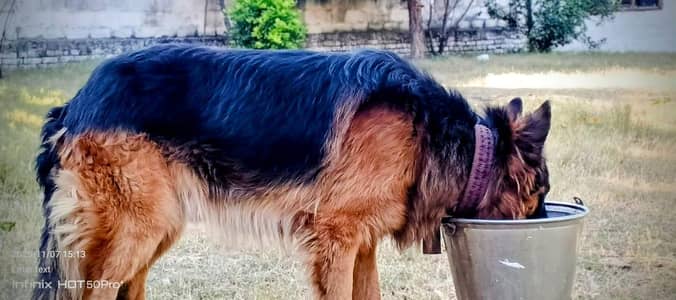 German Shepherd Triple Coat 2 Year – Healthy & Trained (Home Raised)
