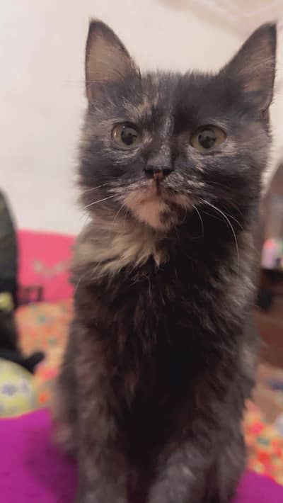 Cute Tortoiseshell Kitten – Female