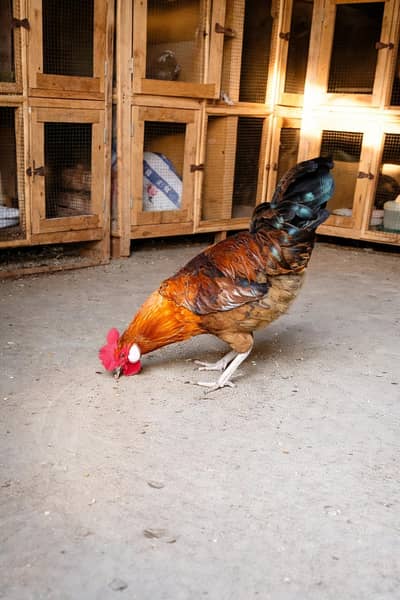 Golden Misri Murga For Sale !