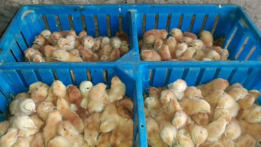 Black Austrlorp ky cheeks or RiR cheeks For sale Full health & active