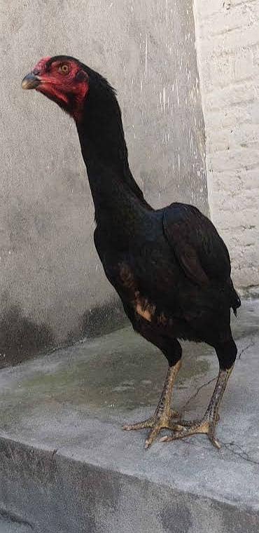 thi aseel female and other assel