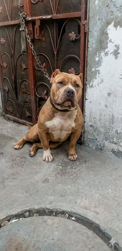 Am bully male only for stud