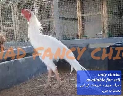 Parrot Beak/German-O-Shamo/Rosecomb/Ko Shamo/Heera/Mushka/Fancy breeds