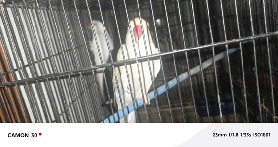 Breeder Quality Ringneck Pairs – Ready for Breeding – 24 Months old