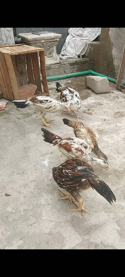 5 pure sindhi aseel  chicks for for sale age 3 month active