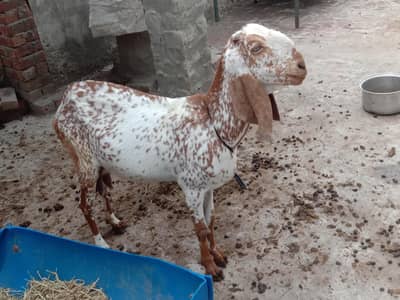 Makhi Cheeni bakri with babies for sale
