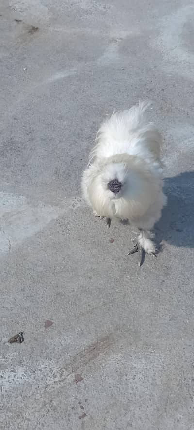 Beautiful White Silkie Breeder for sale