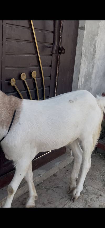 Blade Khassi Qurbani 2k26