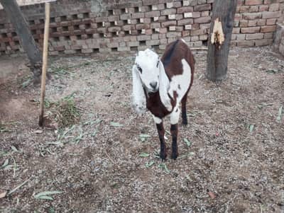 nagri path red white