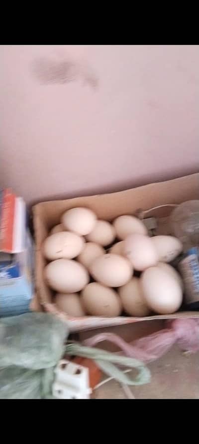 Aseel Muskha Andy  available for sale only 10 eggs