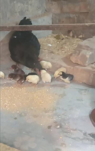 فرسٹ ٹائمر اسیل مرغی ساتھ 10 بچے