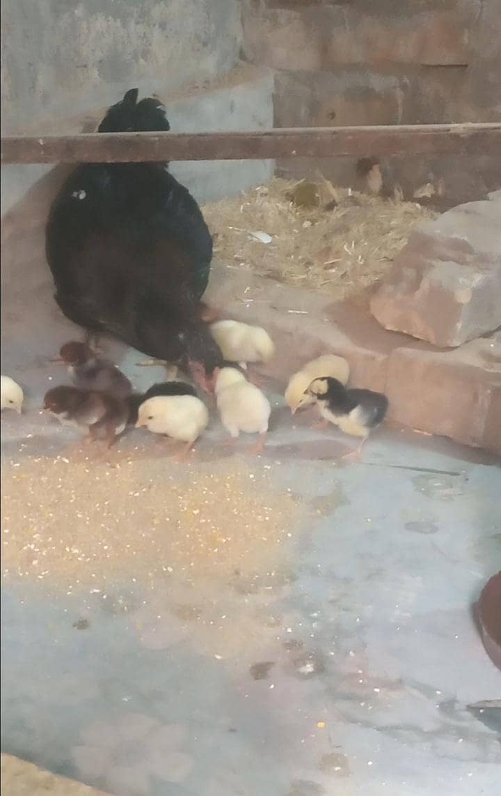 فرسٹ ٹائمر اسیل مرغی ساتھ 10 بچے 0