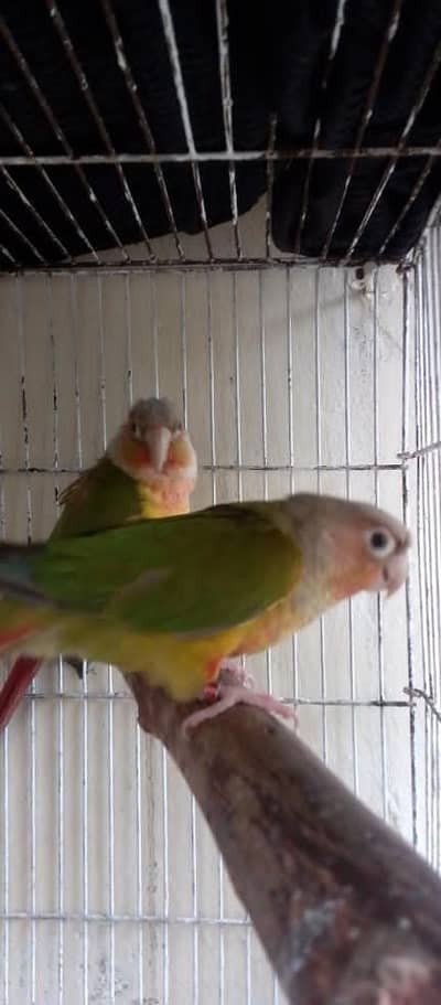 Pineapple contour pair available for sale. whatsapp only : 03284381936