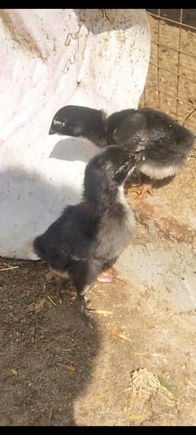 High Quality Chicks with hen available