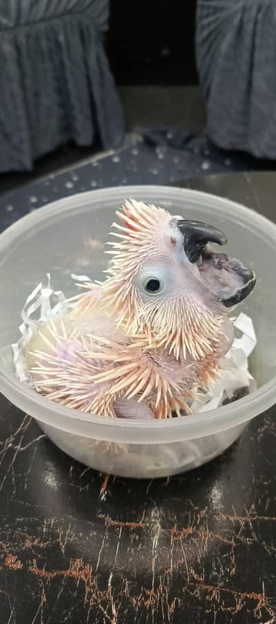 malakand cacatoa chick available