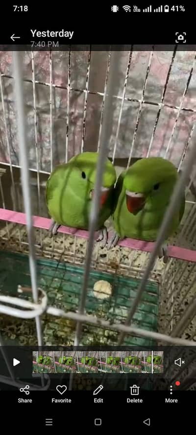 1 Time Feed Chicks For Sale