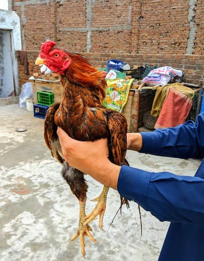 AoA I'm selling my aseel murga