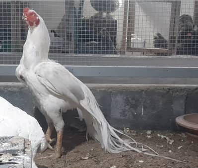 Parrot Beak/German-O-Shamo/Rosecomb/Ko Shamo/Heera/Mushka/Fancy breeds