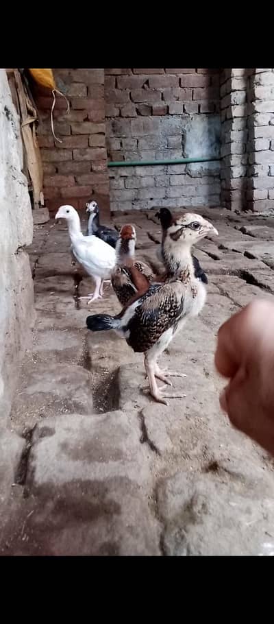 Thai pakoyea chicks heldi ectiv