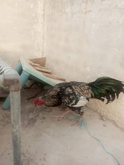 high quality aseel pair